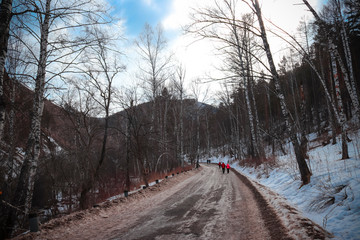 Obraz premium road in winter forest