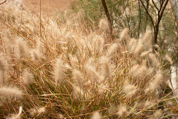 yellow grass