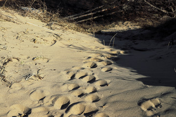 footprints in the sand