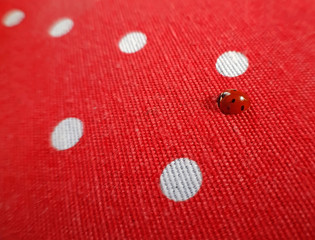 A ladybug. Macro photography red fabric background