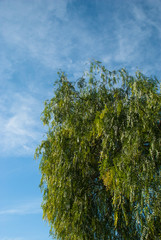 Green tree with blue sky. Nature background. Natural card.