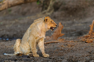 Lion (Panthera leo). Botswana
