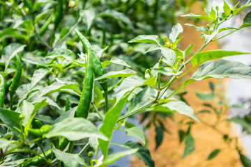 chilli peppers plant in organic garden