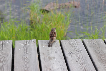 sparrow on branch