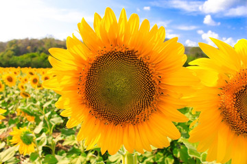 Sunflower natural background. Sunflower blooming. Close-up of sunflower.growing sunflower oil beautiful landscape of yellow flowers of sunflowers against the blue sky,