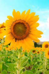Sunflower natural background. Sunflower blooming. Close-up of sunflower.growing sunflower oil beautiful landscape of yellow flowers of sunflowers against the blue sky,