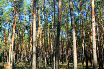 Kiefernwald mit Sonnenschein