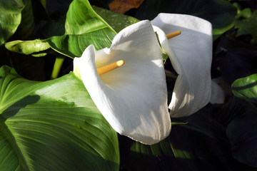 Großaufnahme einer Calla Blume im Sonnenlicht