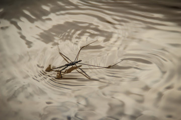 Amazing water skipper bugs floating on the water. The Gerridae are a family of insects in the order...