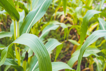 Corn plant with green leaves growth in agriculture field outdoor