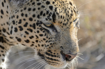 Leopard (Panthera pardus). Mpumlanga. South Africa