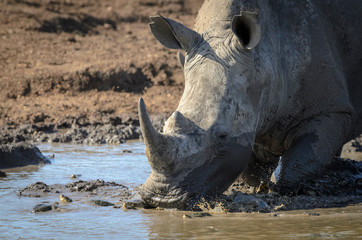 White rhinoceros or square-lipped rhinoceros or rhino (Ceratotherium simum) wallowing in a...