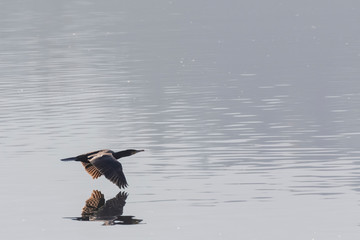 cormorano in volo radente