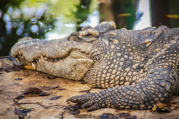 Siamese crocodiles farming in the pond. Scary Siamese crocodile (Crocodylus siamensis), a...