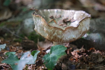 Pilz auf Waldboden