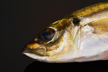 新鮮あじ活き締め