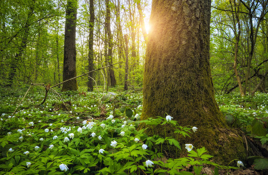 Anemona in a spring forest