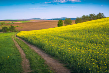 Obraz premium Road in a ukrainian valley