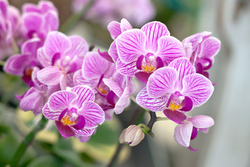 Obraz na płótnie Canvas Beautiful pink Orchid,Thailand