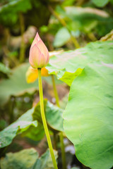 Pink sacred lotus flower (Nelumbo nucifera) with green leaves in nature background. Nelumbo nucifera, also known as Indian lotus, sacred lotus, bean of India, Egyptian bean or simply lotus.