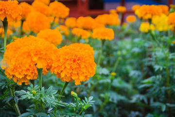 Marigold flower farming field. Bush of marigold tree growing with yellow flowers in the farm.
