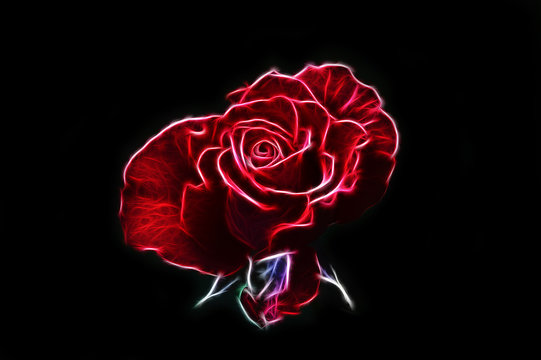 Fractal image of a red terry rose on a contrasting black background