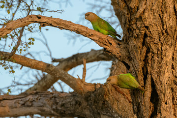 Brown-headed parrot (Poicephalus cryptoxanthus). Limpopo Province. South Africa