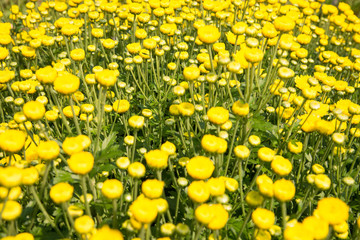 Beautiful dandelion background, yellow flowers is blooming in th