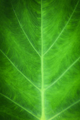 Close up of detail green leaf caladium alocasia macrorrhizos leaves elephant ears plant