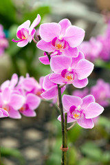 Pink Thai royal orchid