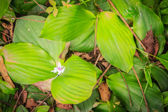 Aromatic ginger (Kaempferia galanga) with white purple flower in nature. Kaempferia galanga is used as an herb and also known as kencur, aromatic ginger, sand ginger, cutcherry, or resurrection lily.
