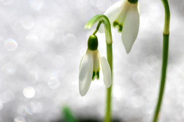 snowdrop blossom comes out of the snow. birth of springtime season