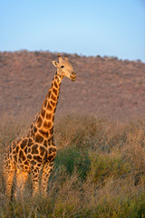 South African giraffe or Cape giraffe (Giraffa camelopardalis giraffa). North West Province. South Africa