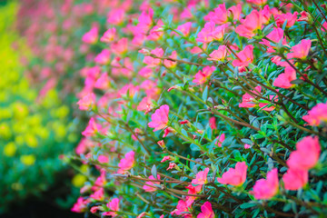 Obraz na płótnie Canvas Beautiful pink portulaca oleracea flowers, also known as common purslane, verdolaga, little hogweed, red root, or pursley.