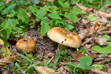 Mushrooms in the forest.