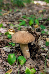 Porcini mushroom grows on the forest floor at autumn season..
