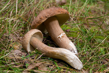 Group of porcini mushrooms (Boletus edulis, cep, penny bun, porcino or king bolete) on natural...