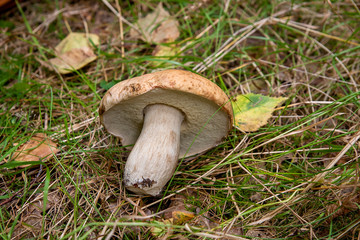 Single porcini mushroom (Boletus edulis, cep, penny bun, porcino or king bolete) on natural background..