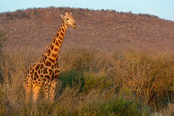 South African giraffe or Cape giraffe (Giraffa camelopardalis giraffa). North West Province. South Africa
