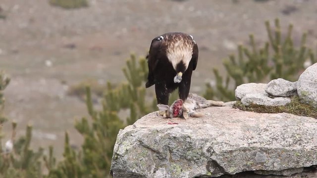 Spanish Imperial Eagle. Aquila adalberti