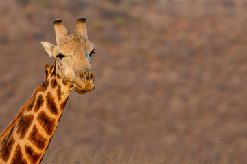 South African giraffe or Cape giraffe (Giraffa camelopardalis giraffa). North West Province. South Africa