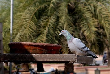 beautiful pigeon seeking food