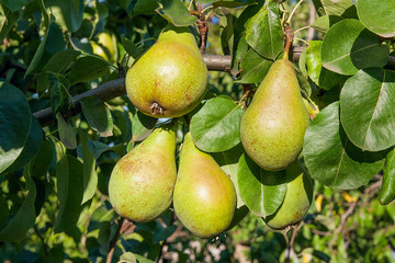 Shiny delicious pears hanging from a tree branch in the orchard..