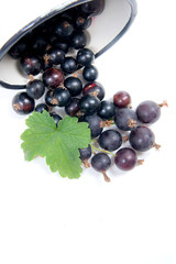 White cup with black currant berry in it and small bunch of black currant with green leaf isolated on white..