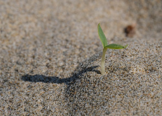 Growing plant bud in a sandy beach ground