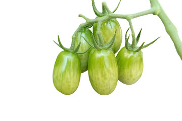 tomato grows in the vegetable garden
