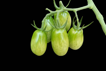 tomato grows in the vegetable garden