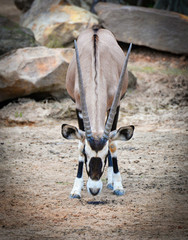 Gemsbok antelope / Oryx gazella animals wildlife south africa