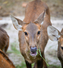 Deer graze grass in the national park