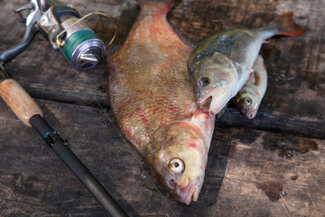 Big freshwater bronze bream or carp bream, white bream or silver bream, perch and fishing rod with...